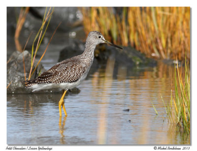 Petit ChevalierLesser Yellowlegs