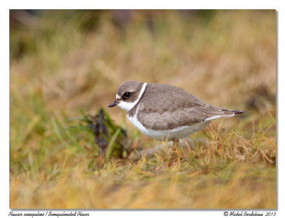 Pluvier semipalm  Semipalmated Plover