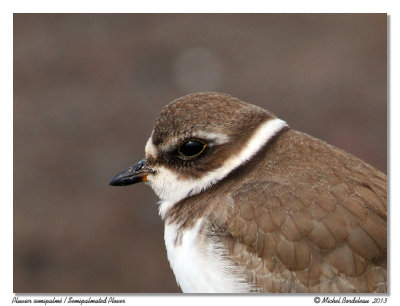 Pluvier semipalm  Semipalmated Plover