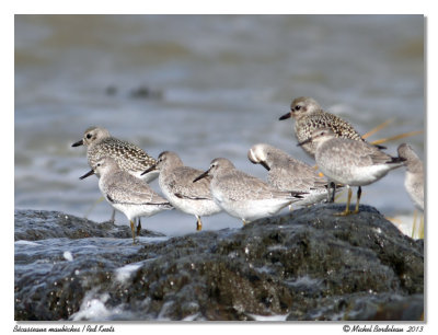 Bcasseaux maubchesRed Knots