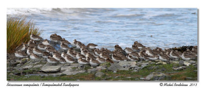 Bcasseaus semipalms  Semipalmated Sandpipers