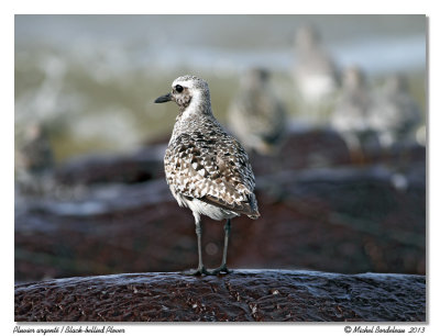 Pluvier argentBlack-bellied Plover