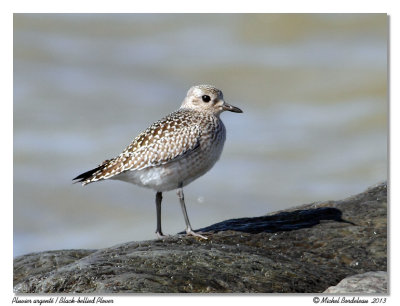 Pluvier argentBlack-bellied Plover
