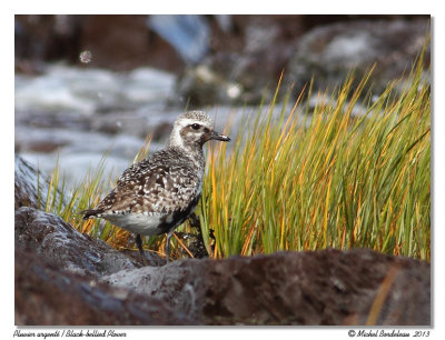 Pluvier argentBlack-bellied Plover