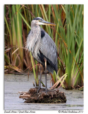 Grand Hron  Great Blue Heron