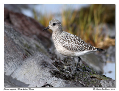 Pluvier argentBlack-bellied Plover