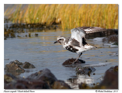 Pluvier argentBlack-bellied Plover