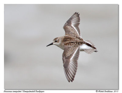 Bcasseau semipalm  Semipalmated Sandpiper