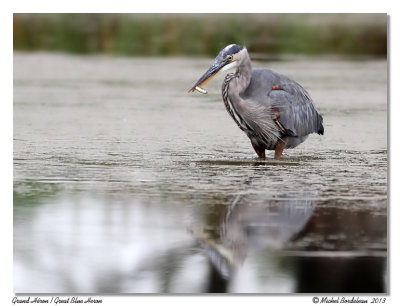 Grand HronGreat Blue Heron