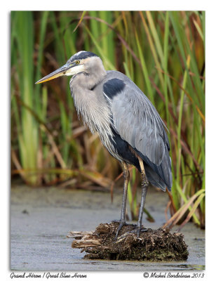 Grand HronGreat Blue Heron