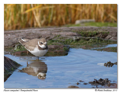 Pluvier semipalm  Semipalmated Plover