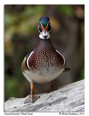 Canard branchu  - Wood duck