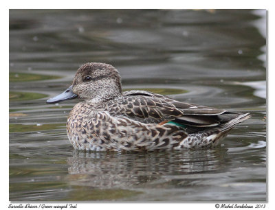 Sarcelle d'hiver - Green winged teal