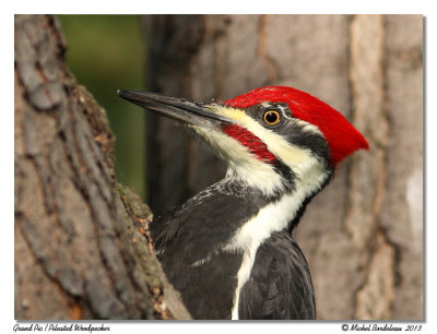 Grand PicPileated Woodpecker