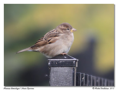 Moineau - House sparrow