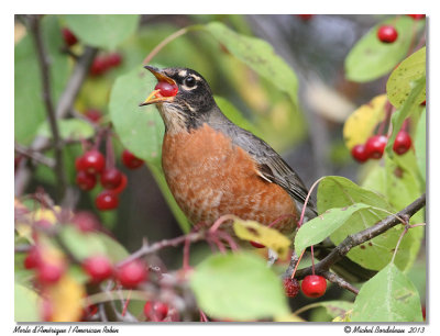 Merle d'AmriqueAmerican Robin