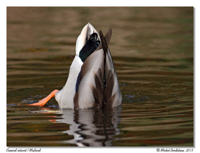 Canard colvertMallard