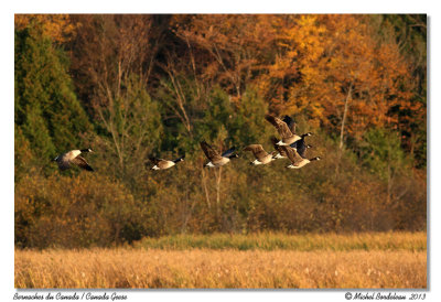 Bernaches du CanadaCanada Geese