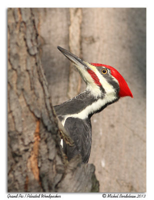 Grand Pic  Pileated Woodpecker