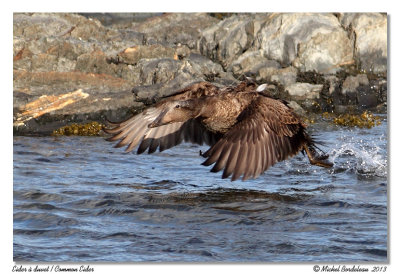 Eider à duvetCommon Eider