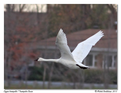 Cygne trompetteTrumpeter Swan