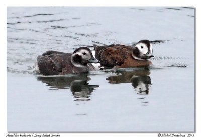 Harelde kakawi - Long-tailed Duck