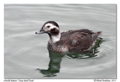 Harelde kakawi - Long-tailed Duck