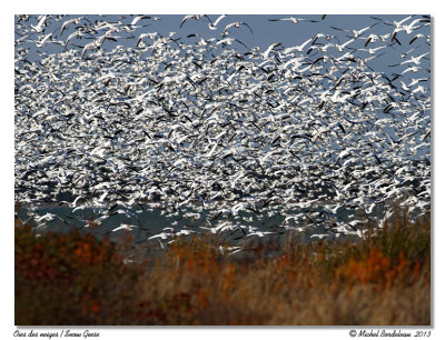 Oies des neiges<br>Snow Geese