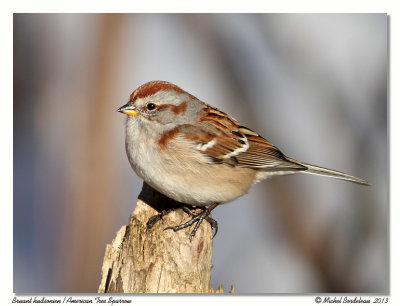 Bruant hudsonienAmerican Tree Sparrow