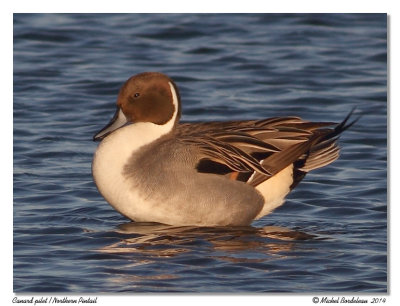 Canard piletNorthern Pintail