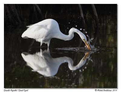 Grande AigretteGreat Egret