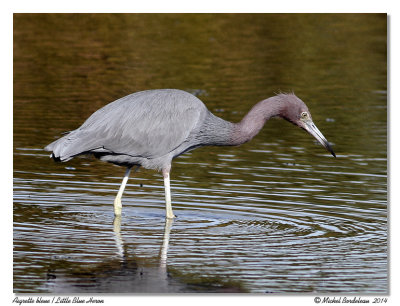 Aigrette bleueLittle Blue Heron