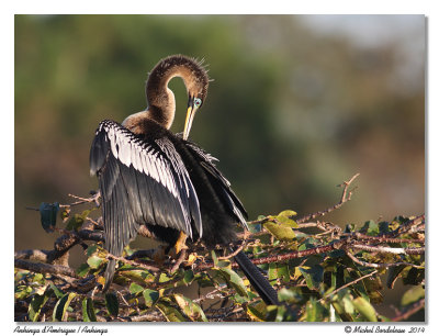 Anhinga d'AmériqueAnhinga