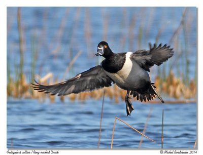 Fuligule  collierRing-necked Duck