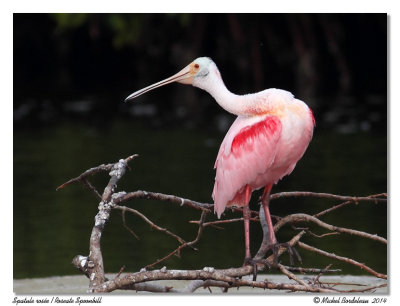 Spatule roséeRoseate Spoonbill