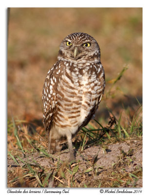 Chevche des terriersburrowing Owl