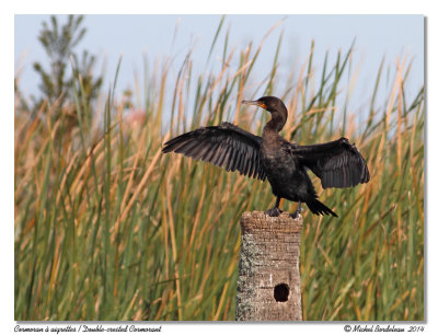 Cormoran  aigrettesDouble-crested Cormorant
