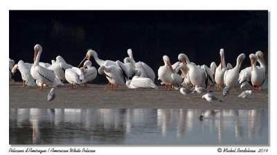 Plicans d'AmriqueAmerican White Pelicans