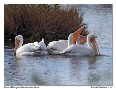 Plicans d'AmriqueAmerican White Pelicans