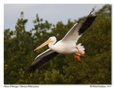 Plican d'AmriqueAmerican White Pelican