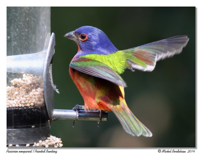 Passerin nonpareilPainted Bunting