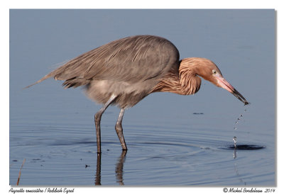 Aigrette rousstre<br>Reddish Egret