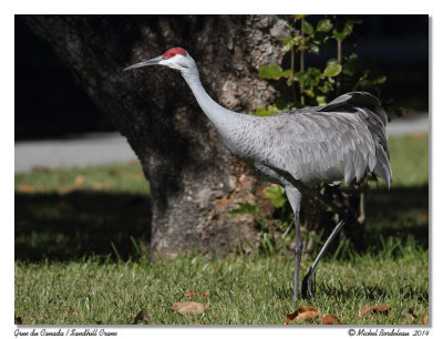 Grue du CanadaSandhill Crane 