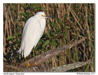 Aigrette neigeuseSnowy Egret