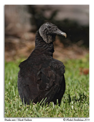 Urubu noirBlack Vulture