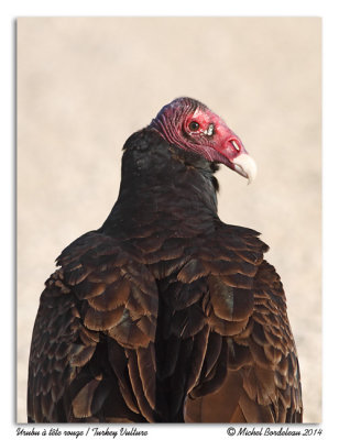 Urubu  tte rougeTurkey Vulture