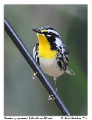 Paruline  gorge jauneYellow-throated Warbler