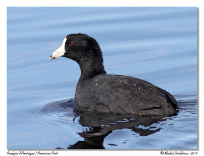 Foulque dAmriqueAmerican Coot