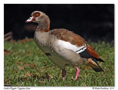 Ouette d'gypteEgyptian Goose