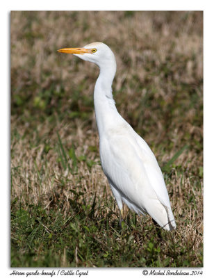 Hron garde-boeufsCattle Egret